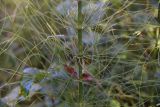 Equisetum pratense. Часть стебля с боковыми побегами. Калужская обл., Спас-Деменский р-н, окр. дер. Вдовец, заросли вдоль реки Вдовчанка. 10 сентября 2022 г.