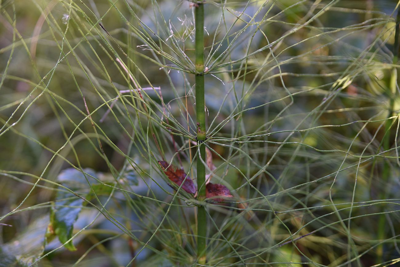 Изображение особи Equisetum pratense.