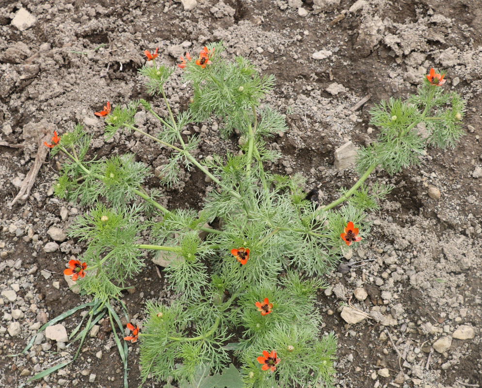 Image of genus Adonis specimen.