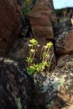 Ligusticum scoticum. Цветущее и плодоносящее растение на задернованном уступе скалы. Мурманская обл., окр. пос. Дальние Зеленцы, Красная Скала. 02.08.2010.