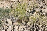 Pachypterygium multicaule. Цветущее растение. Таджикистан, Согдийская обл., Исфара, глинисто-каменистый склон. 3 мая 2023 г.
