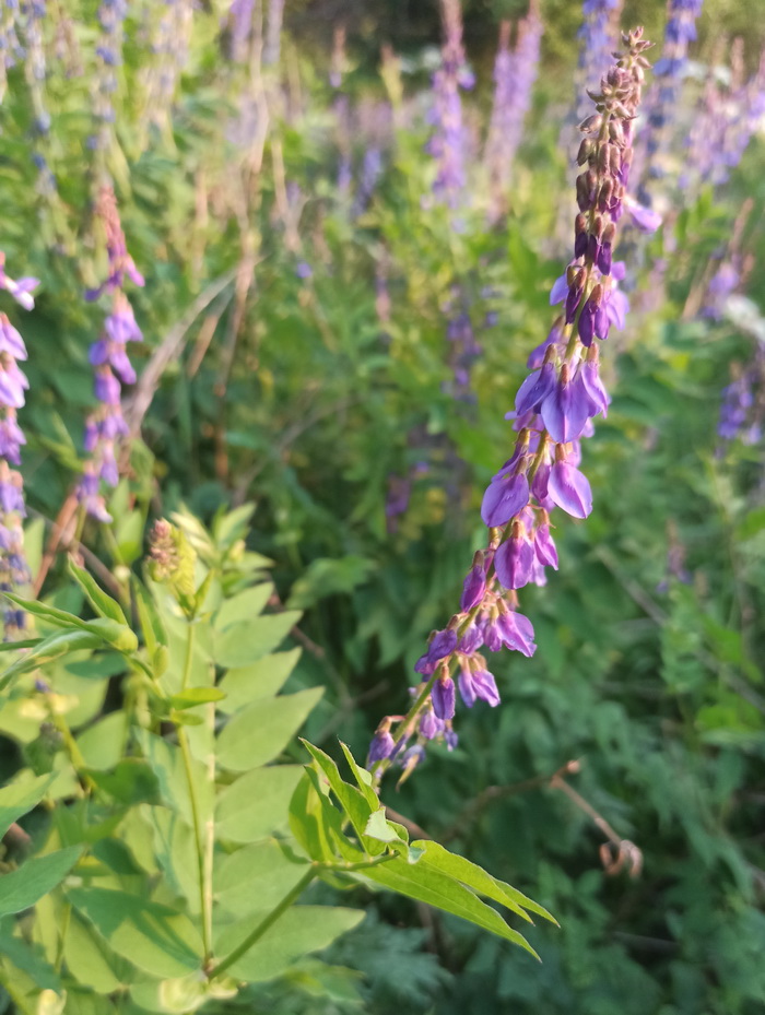 Изображение особи Galega orientalis.