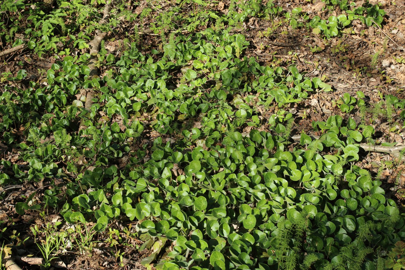 Image of Asarum europaeum specimen.