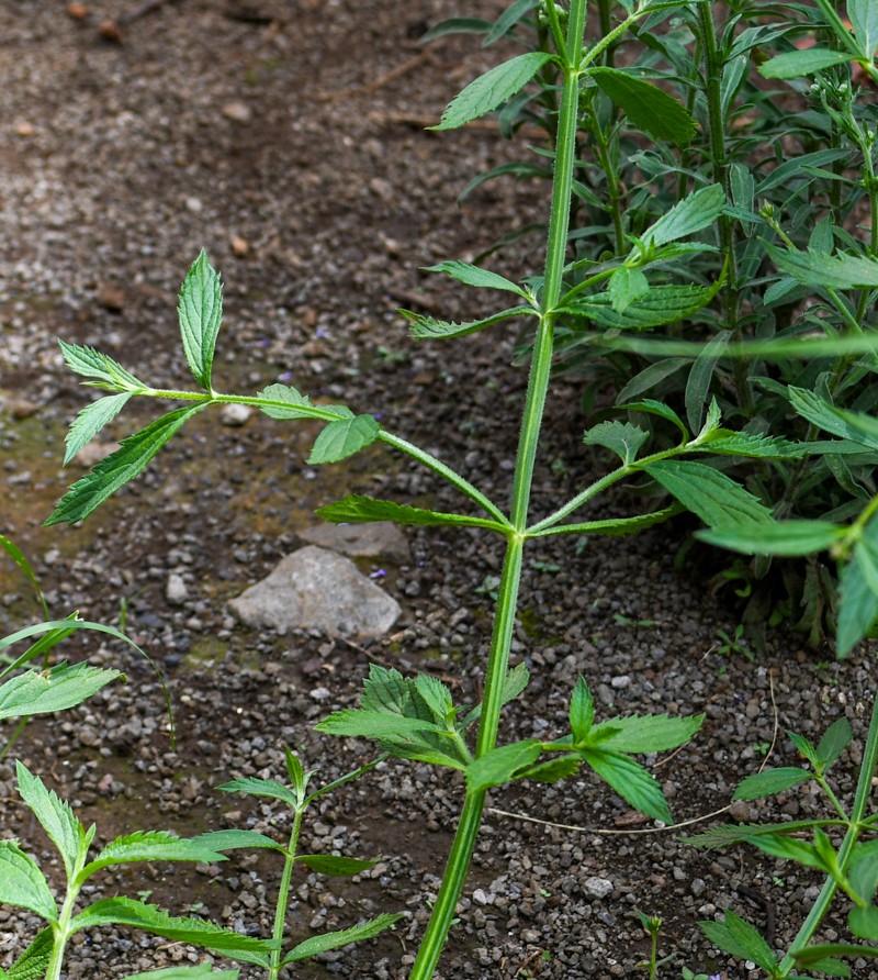 Изображение особи Verbena litoralis.