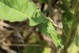 Picris hieracioides