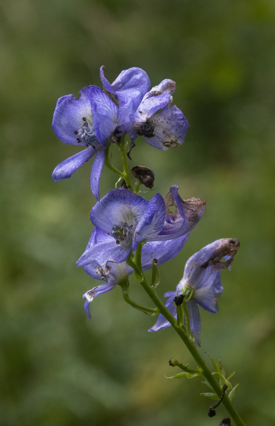 Изображение особи Aconitum nasutum.