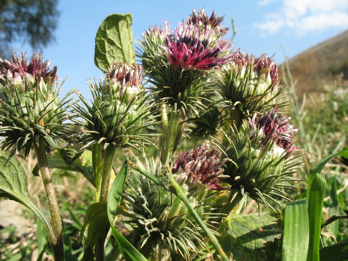 Изображение особи Arctium leiospermum.