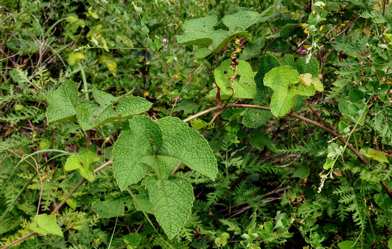 Изображение особи Vitis amurensis.