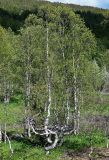 Betula tortuosa. Вегетирующие растения. Хакасия, Орджоникидзевский р-н, берег оз. Ивановское, ≈ 1000 м н.у.м., берёзовое редколесье. 08.06.2022.