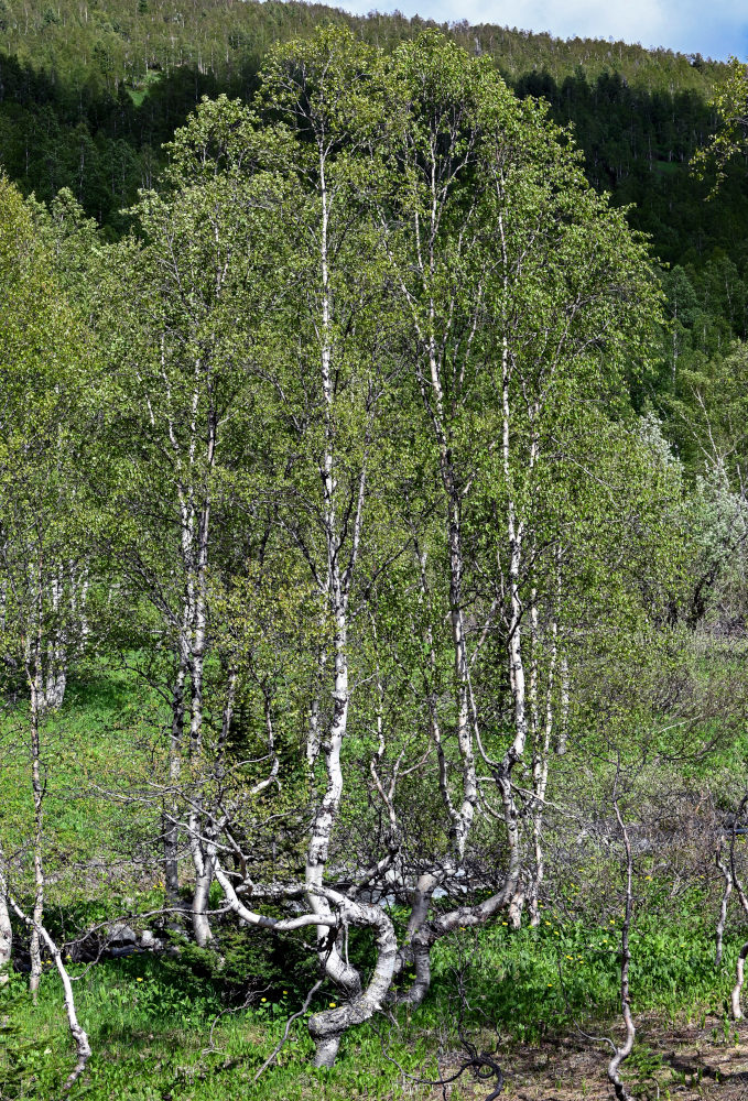 Изображение особи Betula tortuosa.