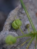 Bilacunaria microcarpos