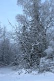 Malus domestica. Засыпанное снегом покоящееся старое дерево с плодами. Санкт-Петербург, Дудергофские высоты, западный макросклон, опушка широколиственного леса. 25.11.2023.