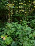 Doronicum macrophyllum