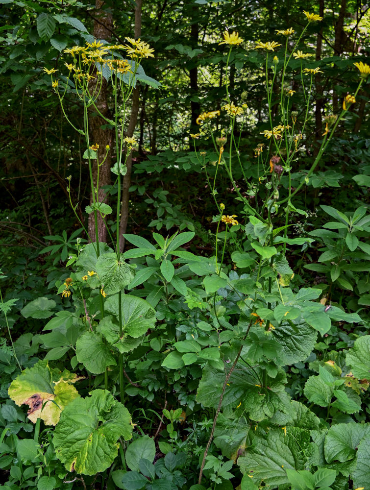 Image of Doronicum macrophyllum specimen.