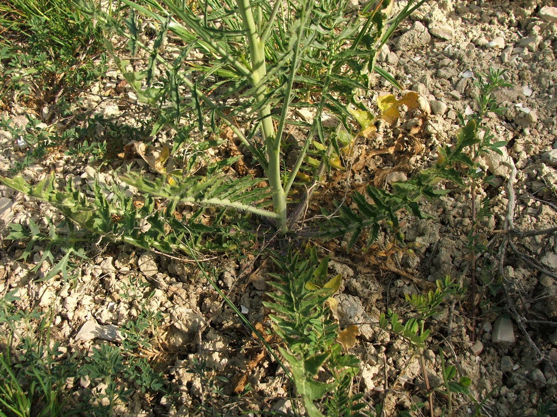 Image of Sisymbrium altissimum specimen.