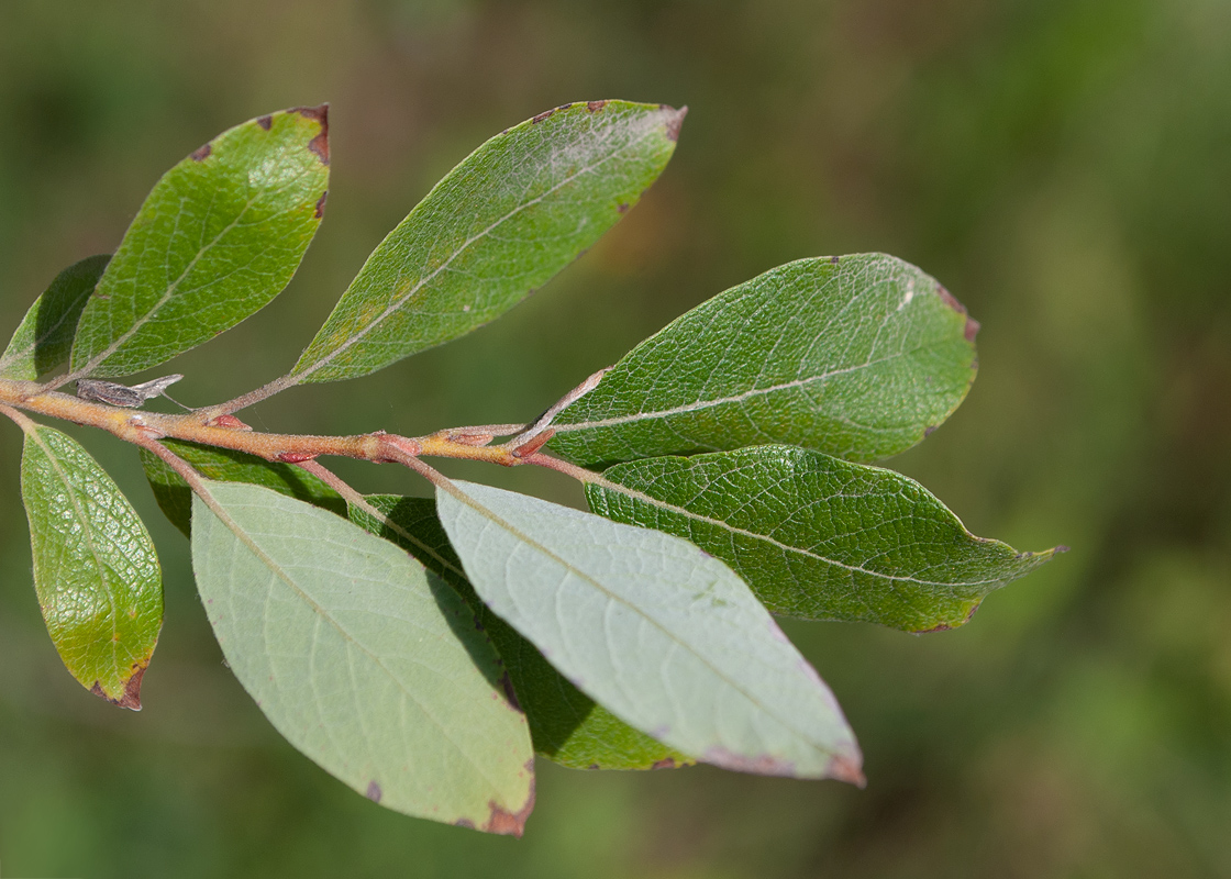 Image of Salix bebbiana specimen.