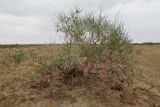 род Calligonum. Плодоносящее растение. Узбекистан, Бухарская обл., экоцентр \"Джейран\", закреплённые пески. 3 мая 2022 г.
