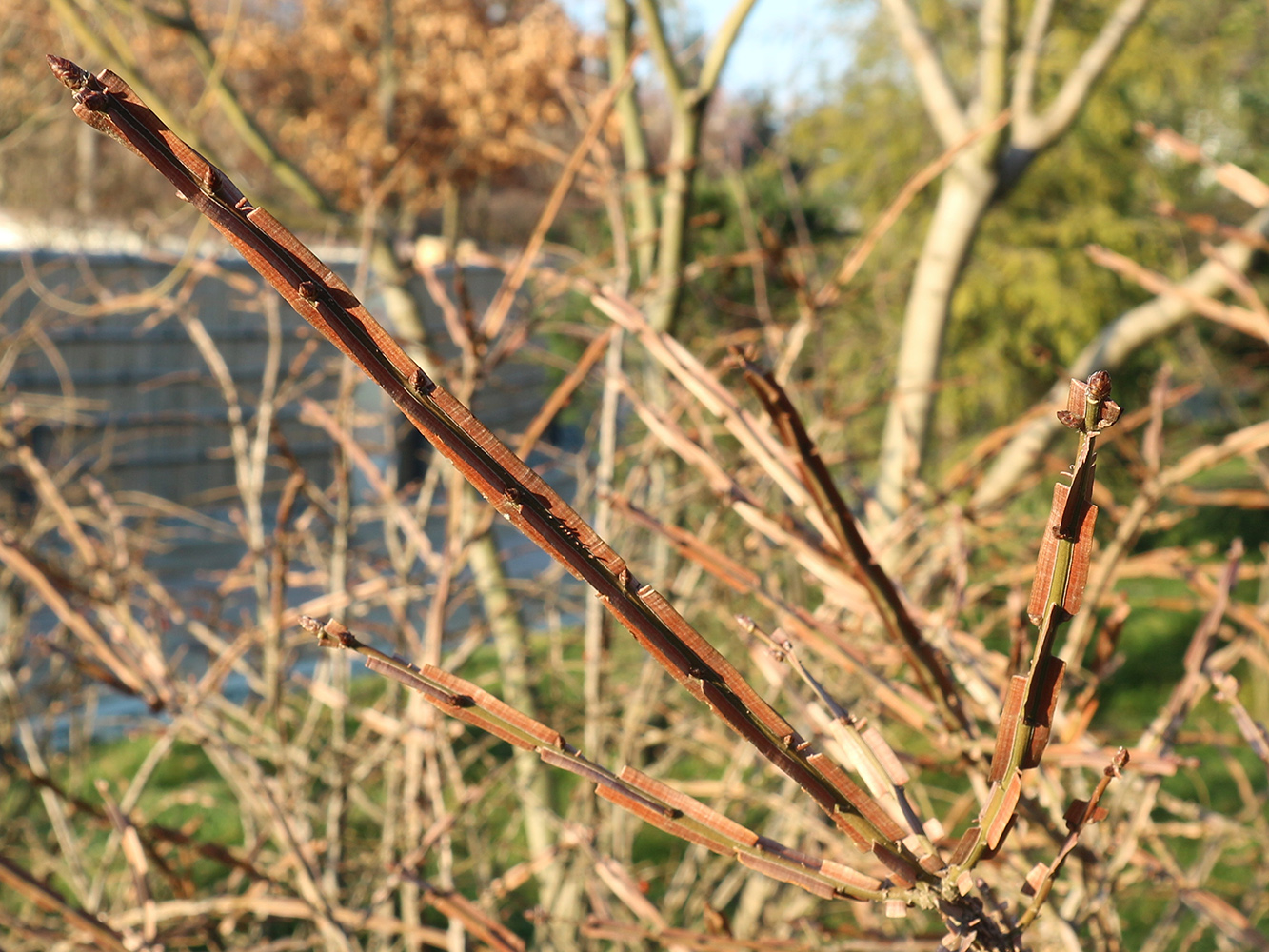 Image of Euonymus alatus specimen.