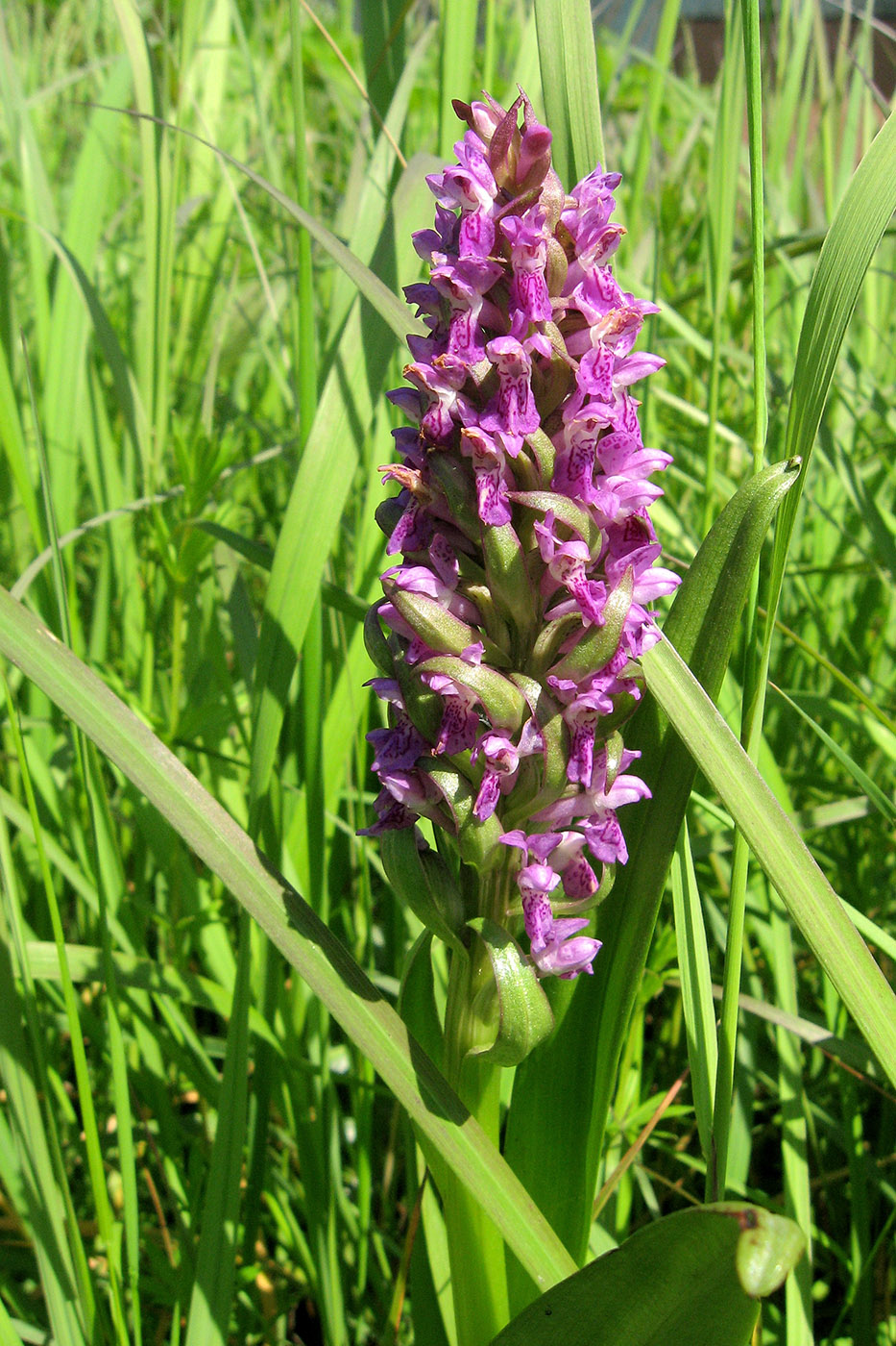 Image of Dactylorhiza incarnata specimen.