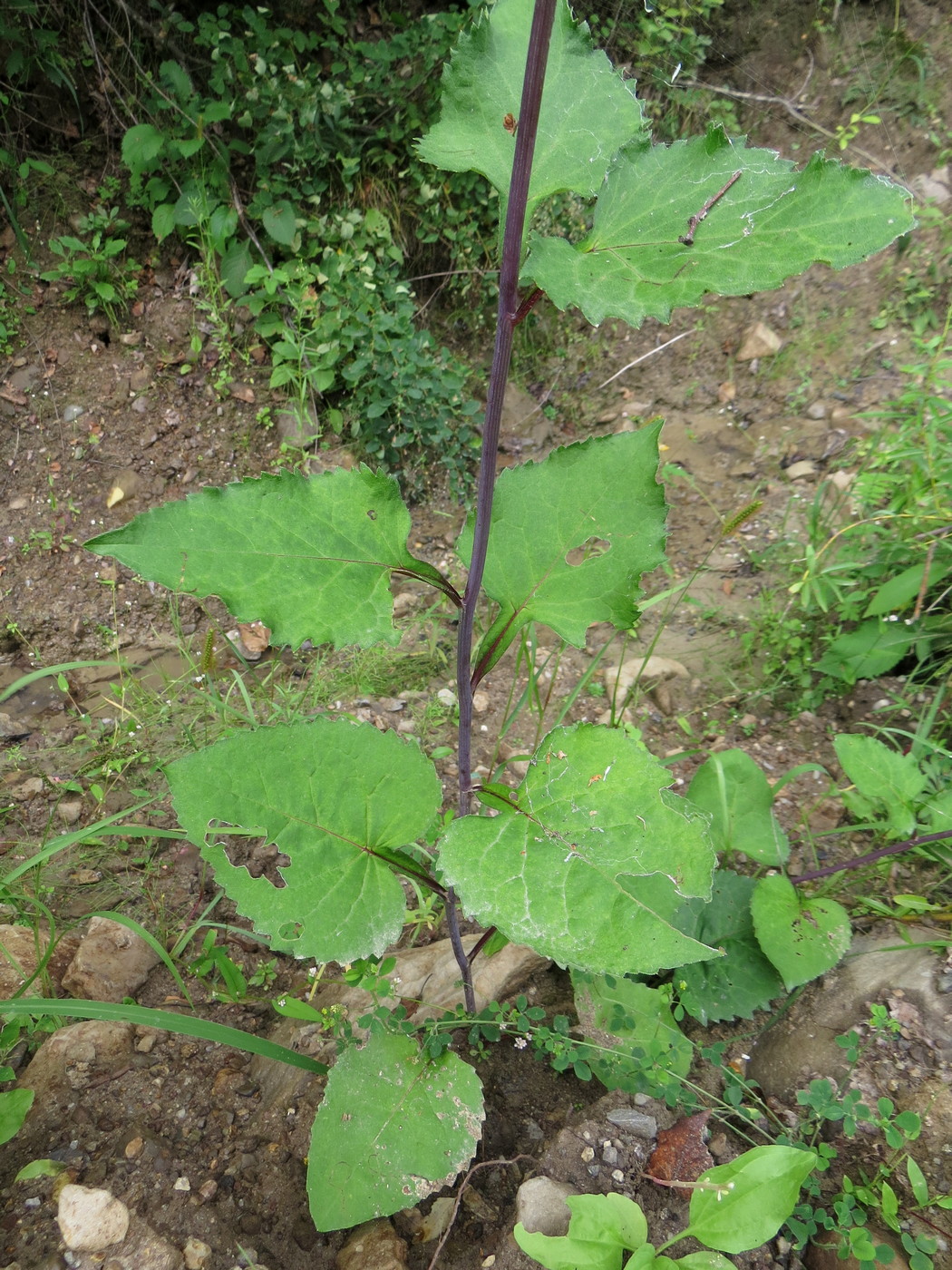 Image of Doellingeria scabra specimen.