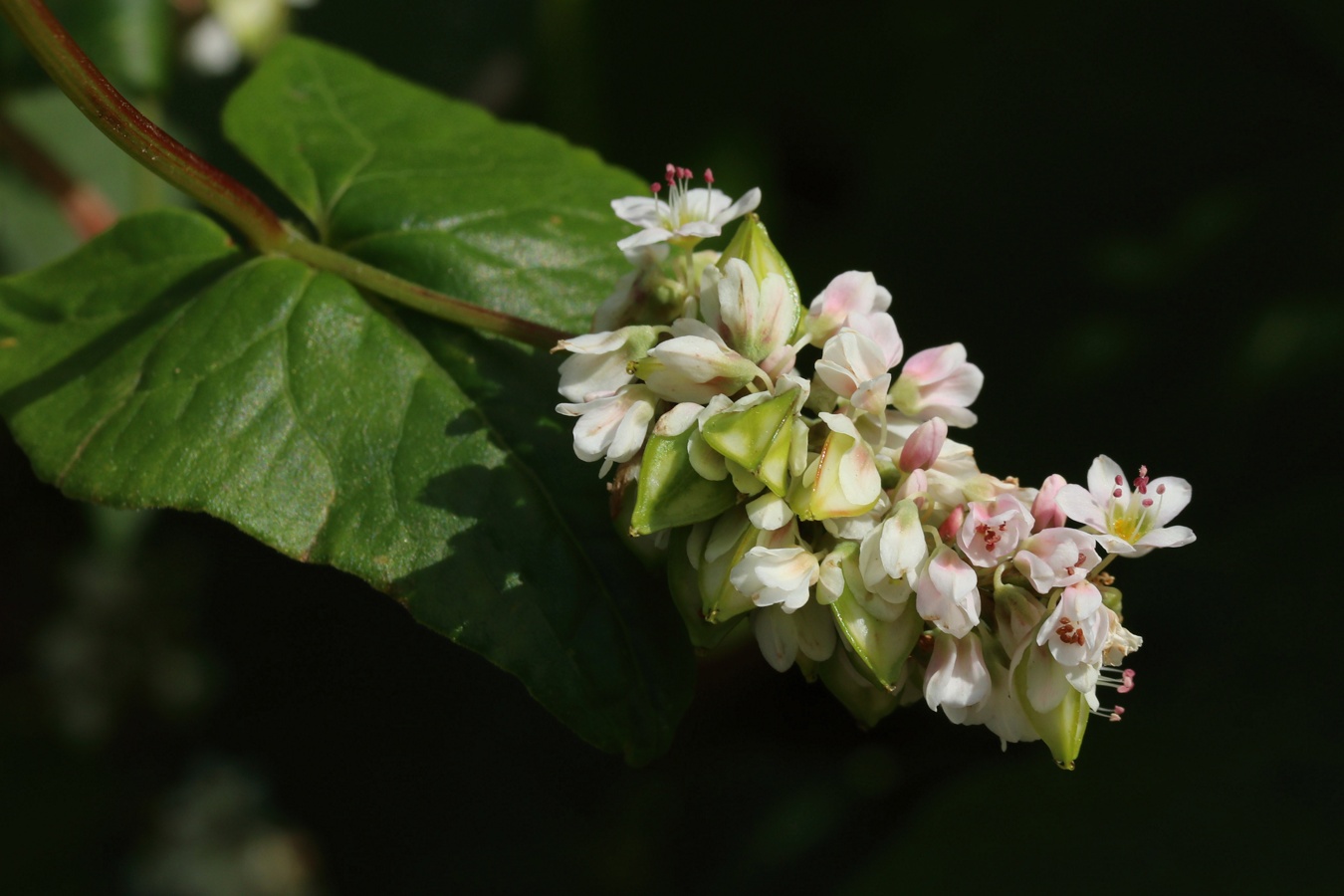 Изображение особи Fagopyrum esculentum.