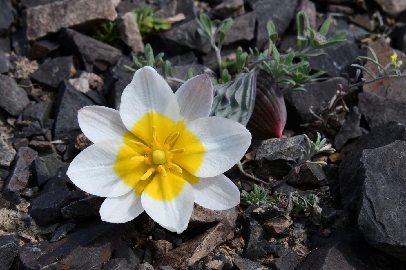 Image of Tulipa regelii specimen.