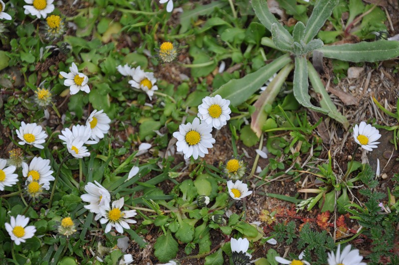 Image of Bellis annua specimen.