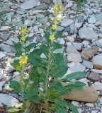 Verbascum gnaphalodes