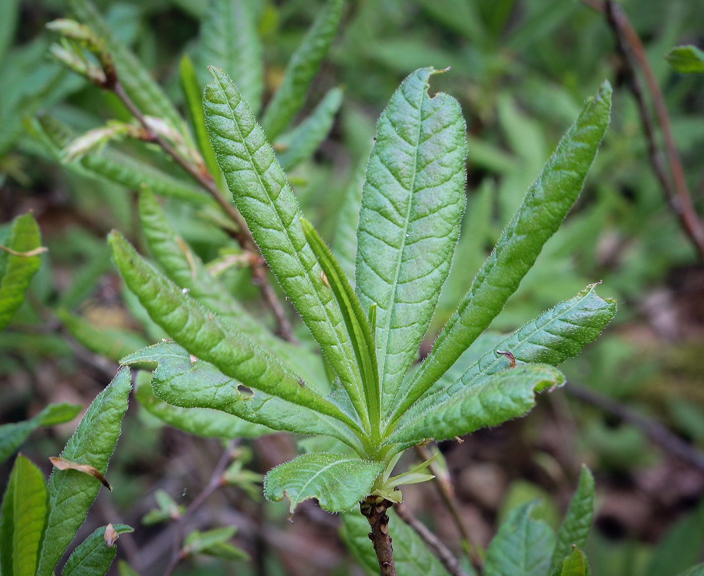 Image of Rhododendron luteum specimen.