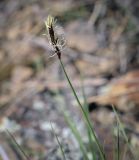 Carex praecox