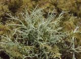 Cladonia rangiformis