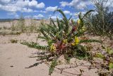 Astragalus rubtzovii