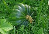 Cucurbita pepo