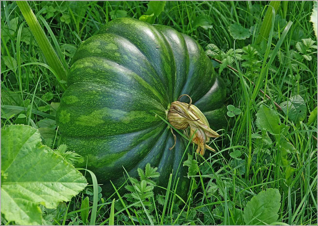 Image of Cucurbita pepo specimen.