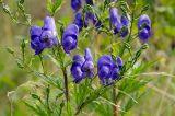 Aconitum napellus. Часть цветущего и плодоносящего растения. Башкортостан, Дуванский р-н, Заимкинский сельсовет, дер. Усть-Аяз, долина р. Уфа, склон надпойменной террасы. 20 августа 2023 г.