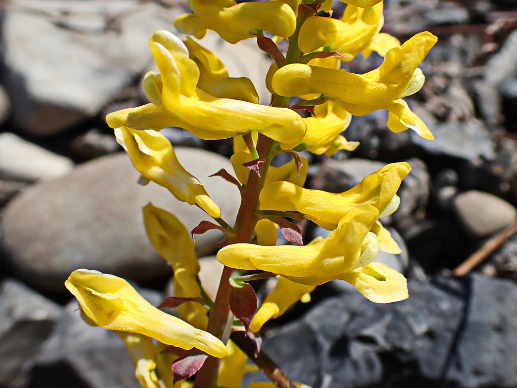 Изображение особи Corydalis speciosa.