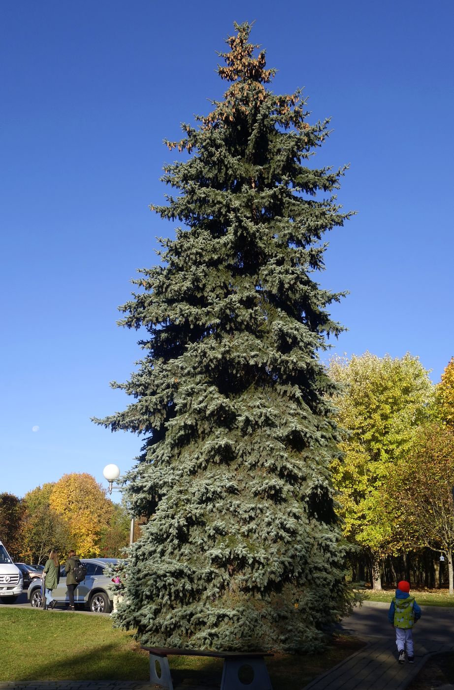 Image of Picea pungens f. glauca specimen.