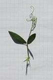 Image of taxon representative. Author is Дмитрий Орешкин