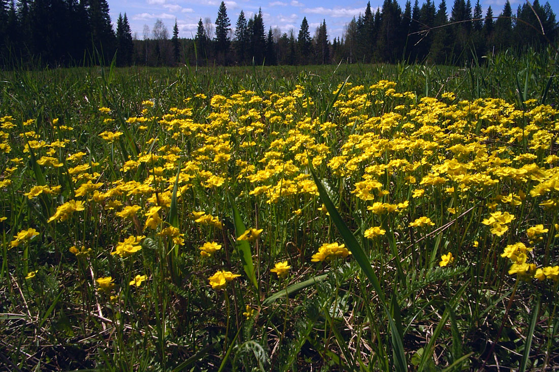 Image of Draba sibirica specimen.