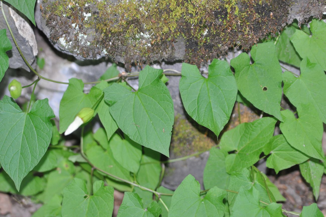 Image of Calystegia silvatica specimen.