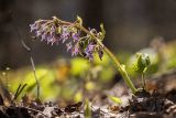 Trachystemon orientalis