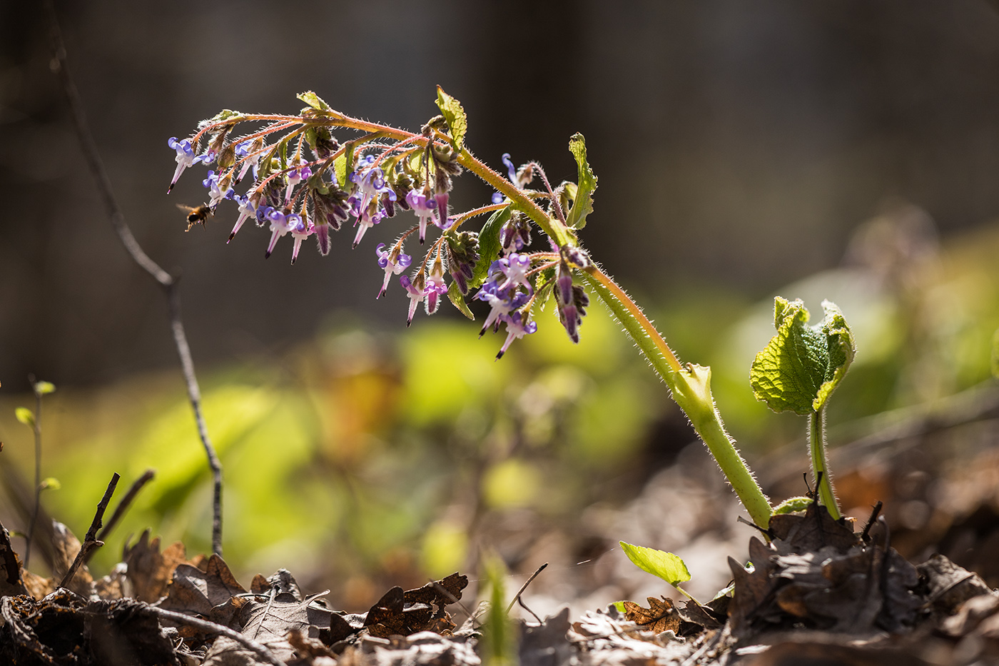 Image of Trachystemon orientalis specimen.