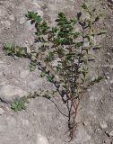Euphorbia nutans