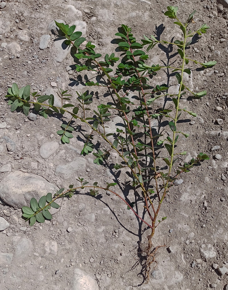 Image of Euphorbia nutans specimen.