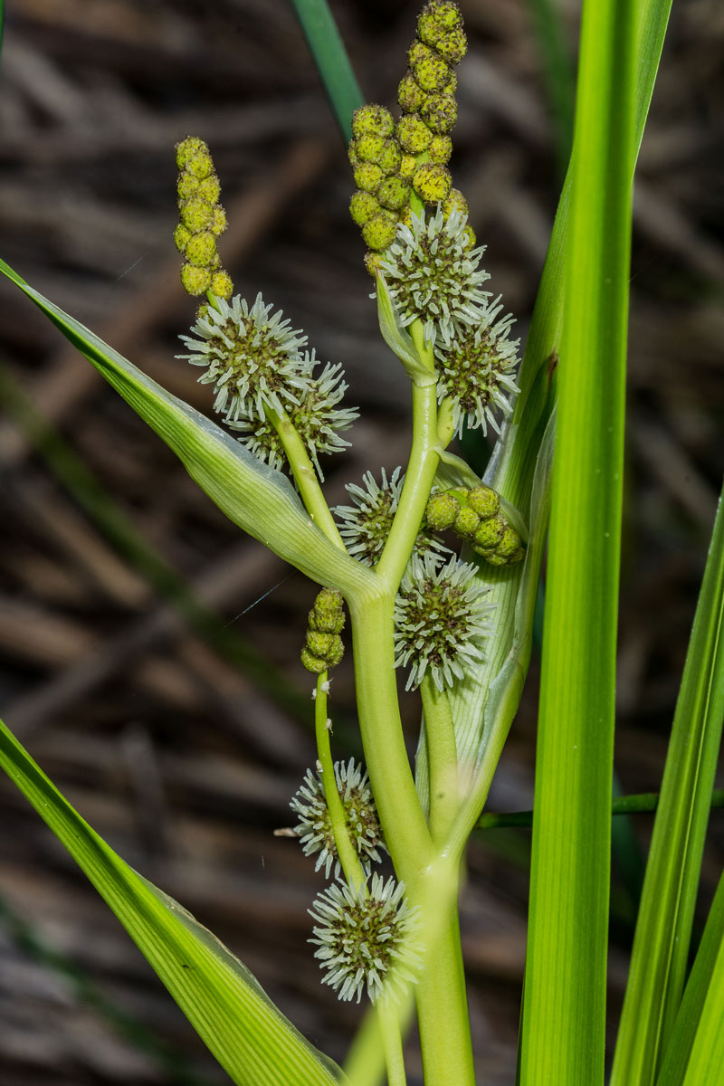Image of Sparganium microcarpum specimen.