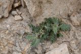 genus Astragalus. Цветущее и плодоносящее растение. Таджикистан, Хатлонская обл., Кабодиёнский р-н, хр. Аруктау, окр. пер. Дандан-Чикан, пестроцветы, крупнообломочная осыпь переполненного окаменевшими раковинами и гипсом песчаника. 18 апреля 2025 г.