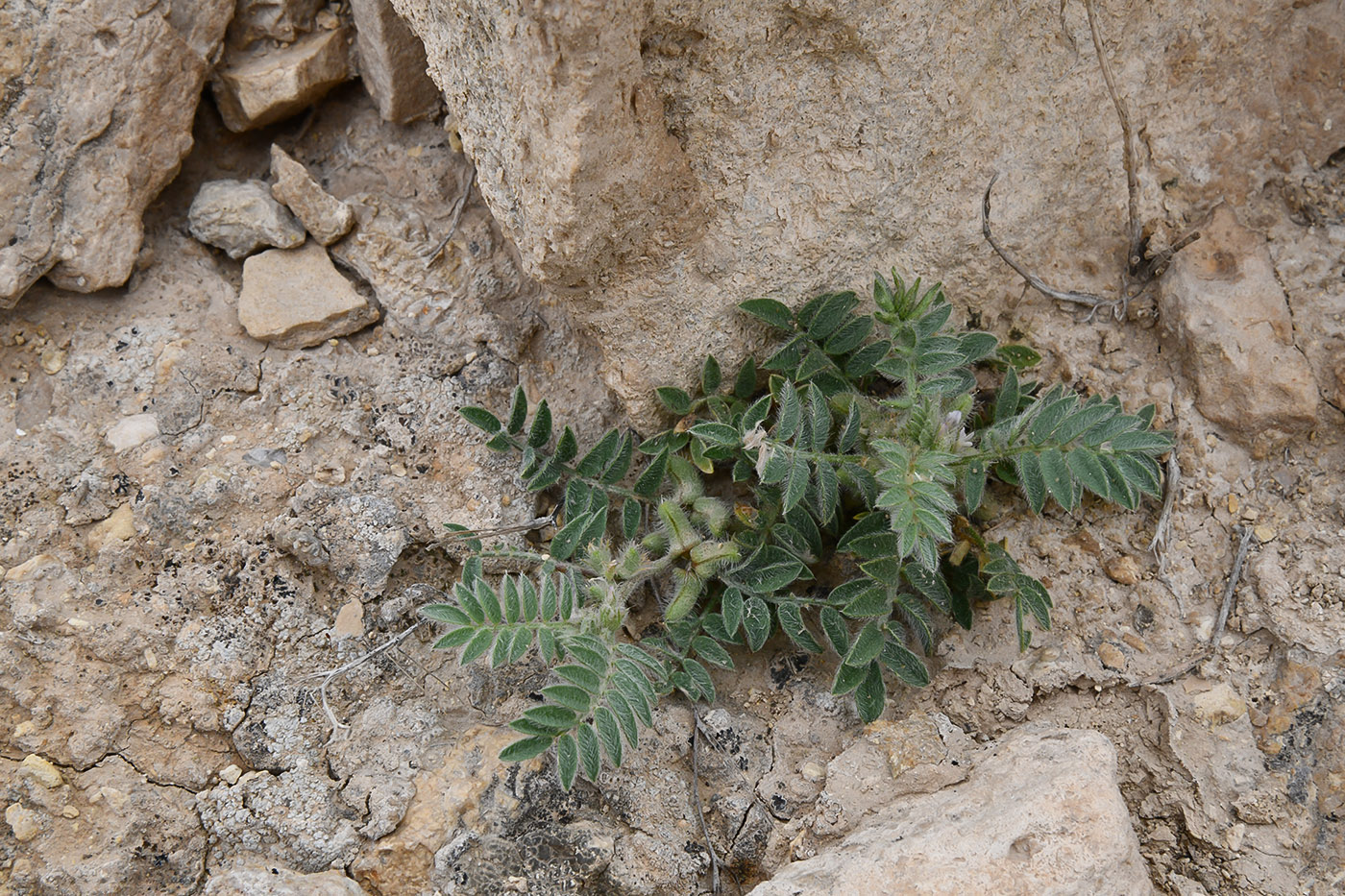 Image of genus Astragalus specimen.