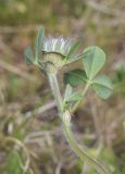 Trifolium cherleri. Верхушка побега с соцветием (видна абаксиальная поверхность листьев). Испания, Каталония, пров. Жирона, комарка Баш Эмпорда, муниципалитет Паламос, берег р. Ауби, опушка прируслового леса, примыкающая к залежи. 14.04.2025.