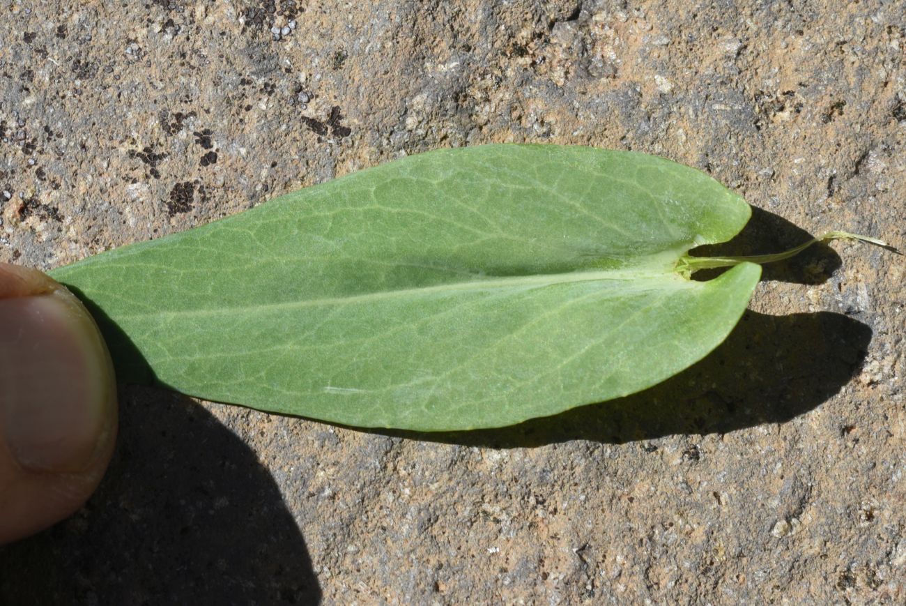 Image of Turritis glabra specimen.