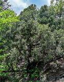 Фото род Juniperus